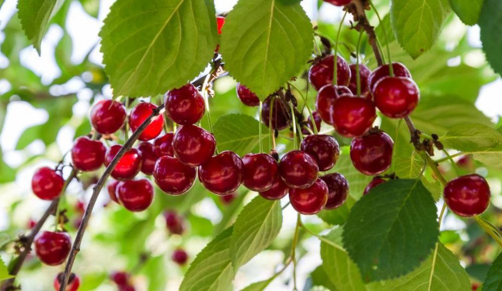 agrosprint_sour_cherry_oldalkep.jpg
